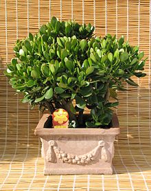 Indoor Plants: Decor That Can Keep You Healthy