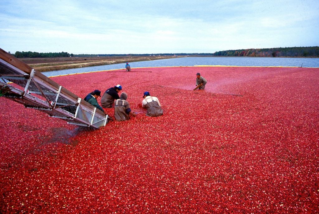 Dr. Diane Roberts Stoler encourages consuming cranberries for brain health