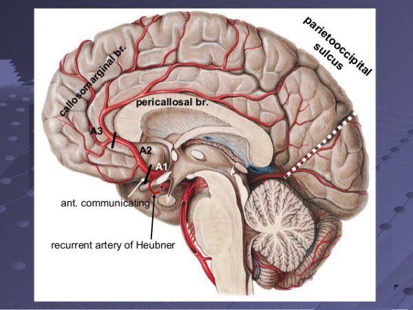 Brain vasculature image courtesy of Dr. Mukhtar-Khan-Resident-Neurosurgeon FCPS www.slideshare.net/kuzagar-brain-vascular-supply