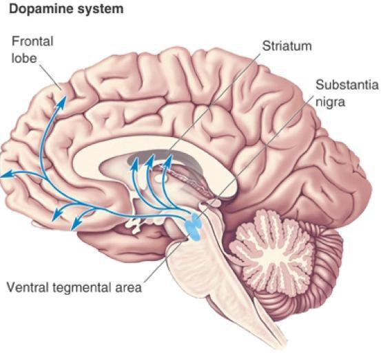 Graphical representation of the Brain's Dopamine System