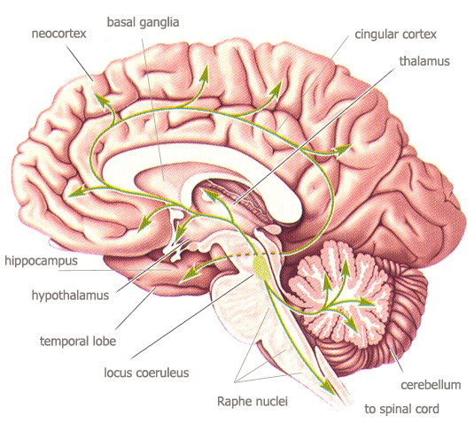 Graphical representation of the Brain's Serotonin System