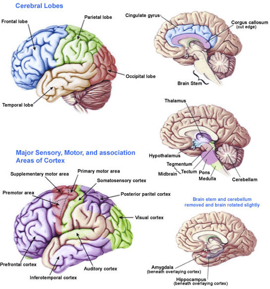Brain Graphic helping you understand the brain by showing the different areas of the Brain.