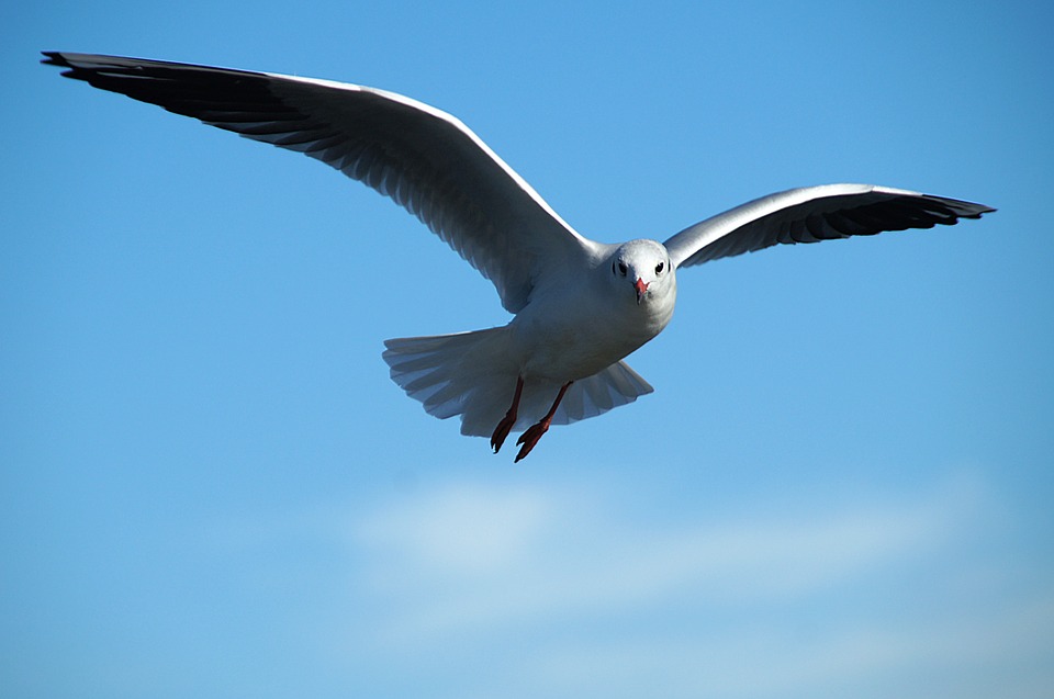 Soaring Sea Gull image symbolizing your freedom from Chemotherapy