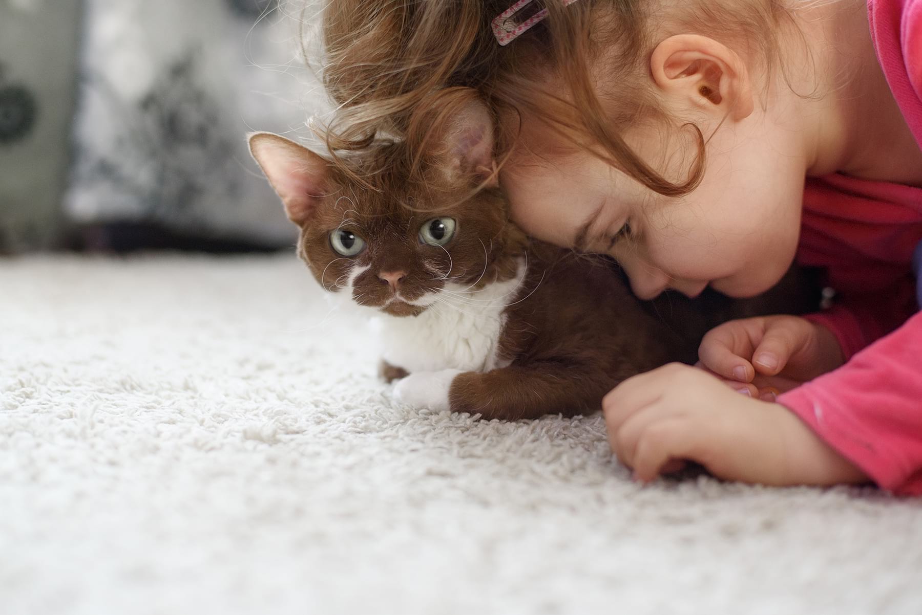 Autistic child with brown cat.