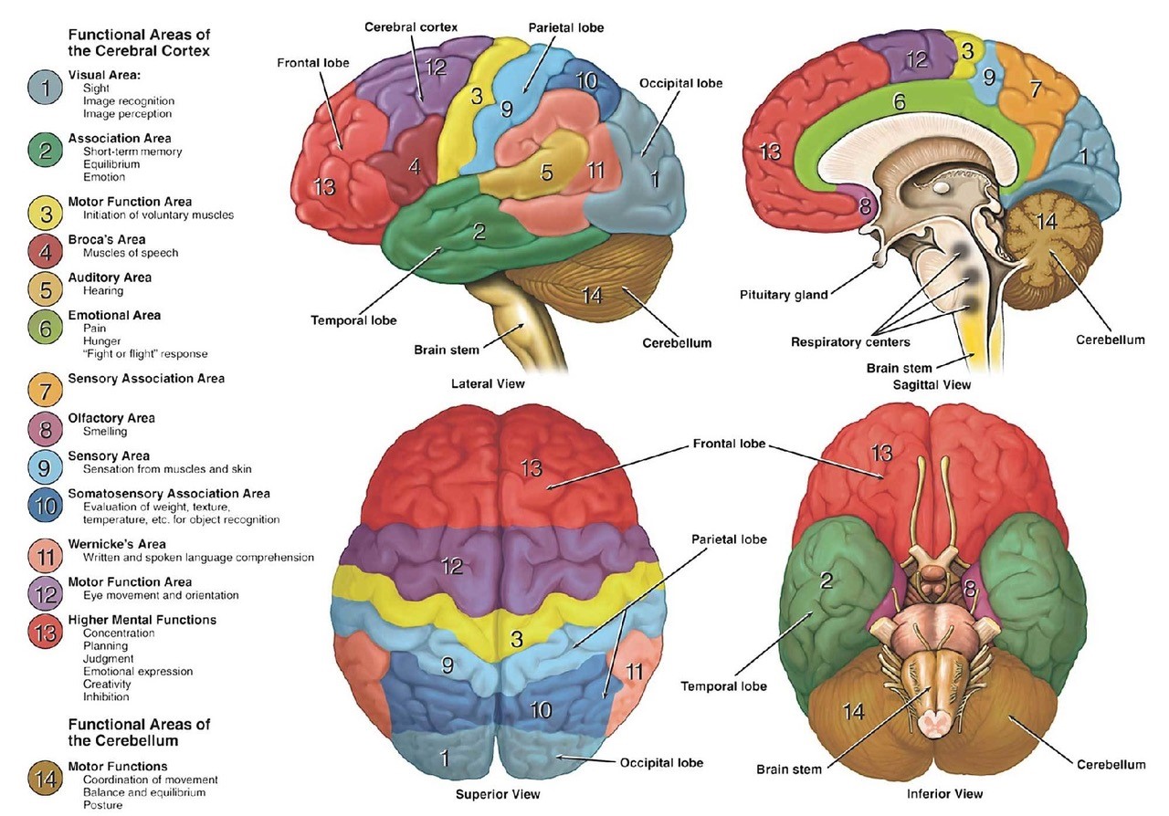 Four images of the human brain showing the brain's lobes, Cerebellum and Brain stem.